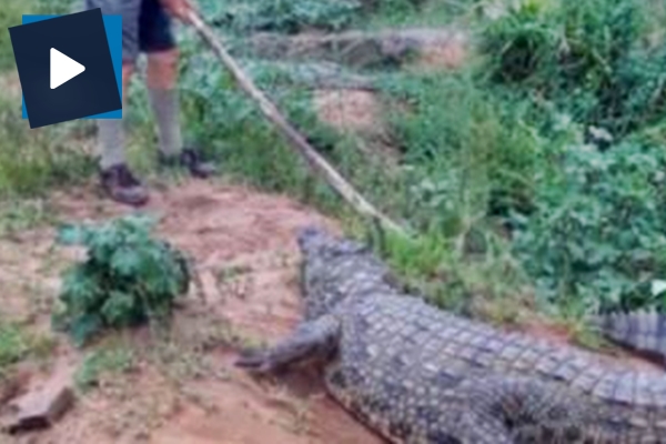 Timsah adamın ayağını ısırdı!