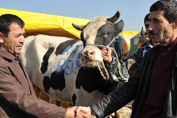 İstanbul'da kurbanlık sıkıntısı yok