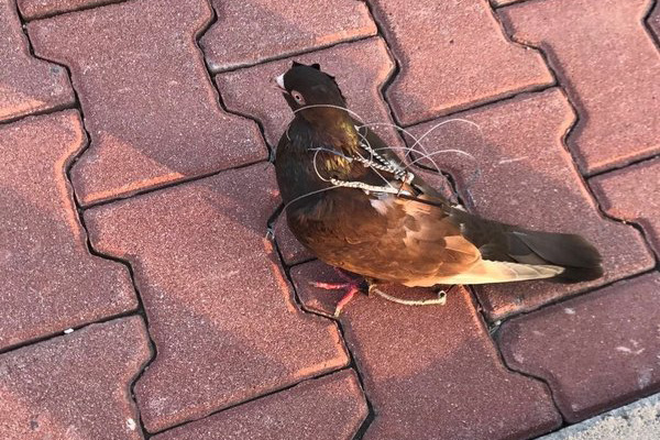 Silivri Cezaevi'nde haberci kuş