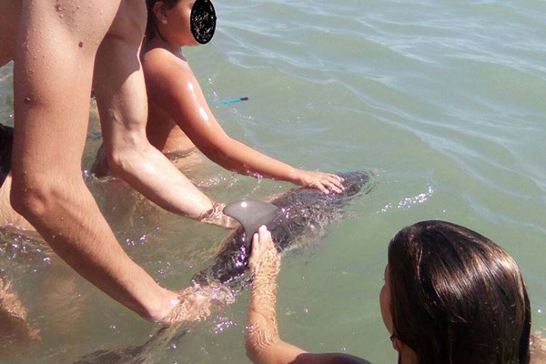 Yavru yunus fotoğraf yüzünden öldü