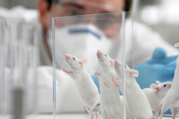 GDO'lu ürünler fareleri bu hale getirdi