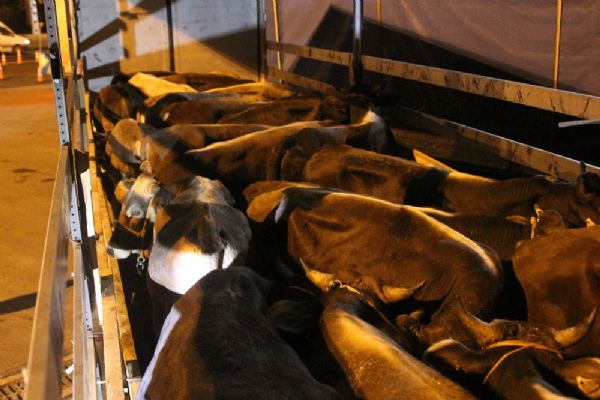 İlk kurbanlıklar İstanbul'da