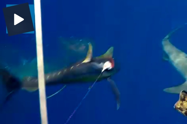 Kendisine saldıran köpek balığını komalık etti!