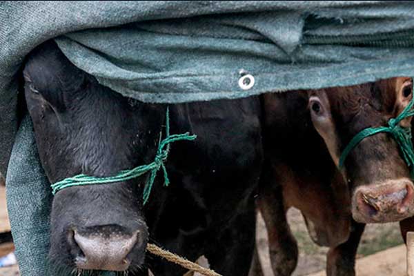 İstanbul'da kurbanlık satışları başladı