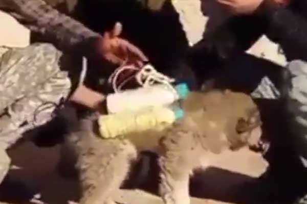 IŞİD'den PKK taktiği: Hayvanları patlatıyorlar!