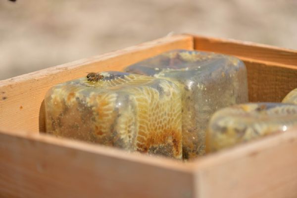 Kayseri'de kavanozda ve kütüğün içinde üretilen ballar hayrete düşürüyor