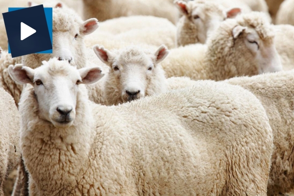 Kurbanlığın acı çekip çekmediğini araştırdılar!