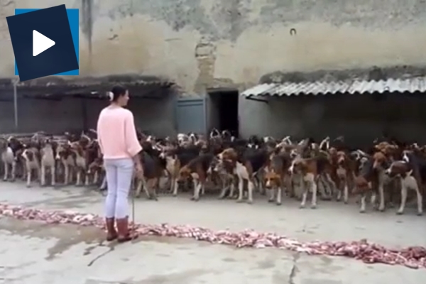 300 köpeğe yemek veren kadın sosyal medyada paylaşım rekorları kırıyor!