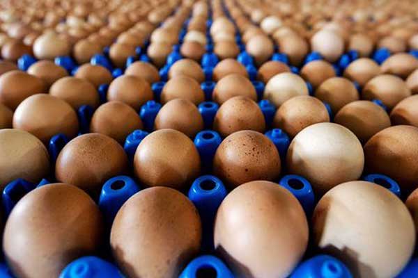 Yumurta krizine Hollanda'nın bademli pastaları eklendi