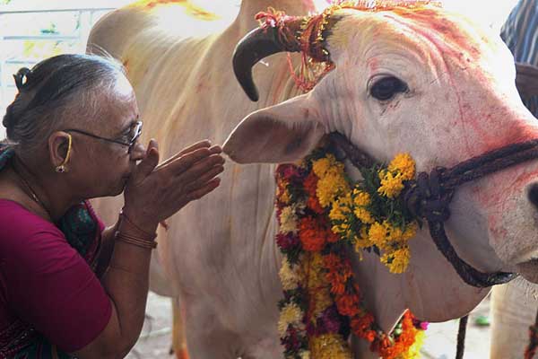 'İneklere saygı duymuyorsunuz' cinayetleri!