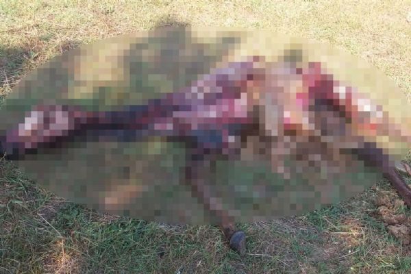 İstanbul'da köye inen kurtlar milyonluk atları telef etti