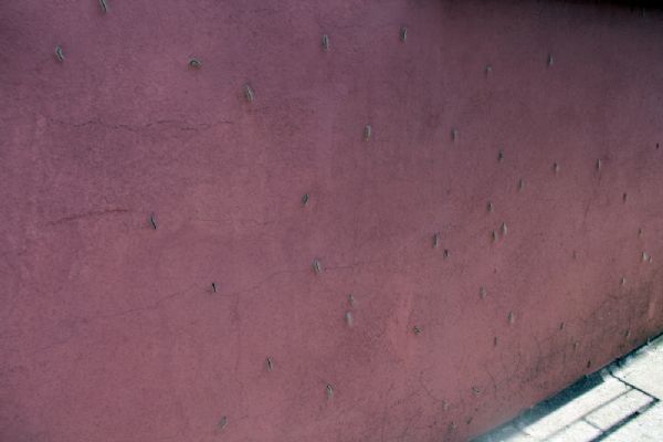 Bu mahalleyi tırtıllar istila etti