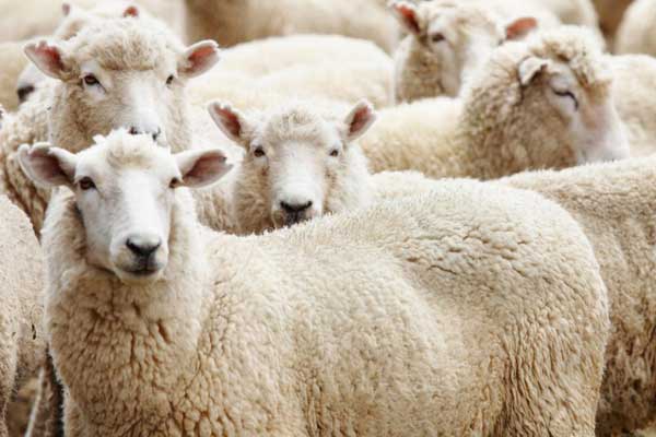 Kurban Bayramı ne zaman başlıyor?