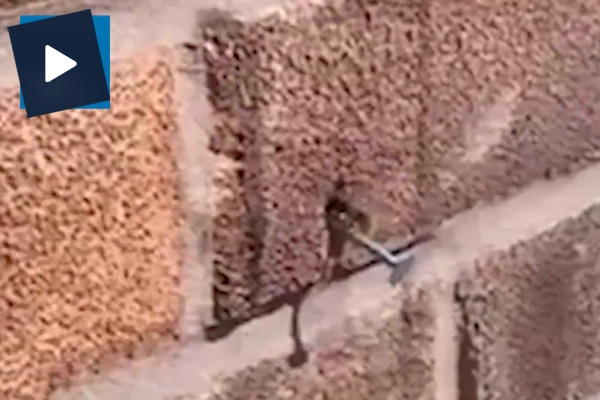 Arı yuva yapmak için çiviyi bakın nasıl yerinden çıkardı!