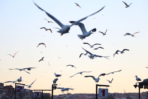 Martıların balık ziyafeti kamerada