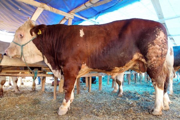 İşte 'Haso': 1 ton geliyor araba fiyatına