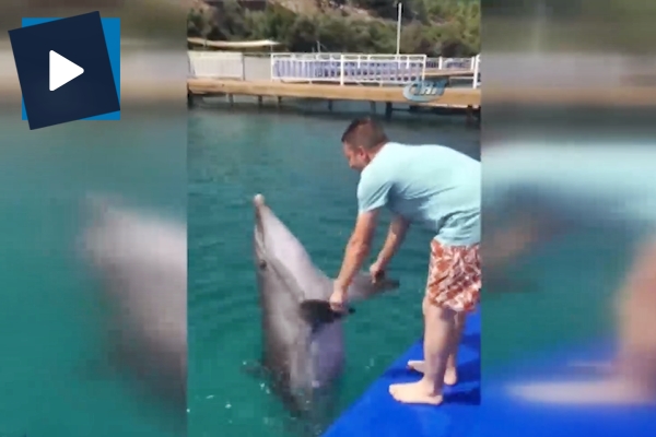 Tulum sesi duyan yunus balığı bakın ne yaptı!