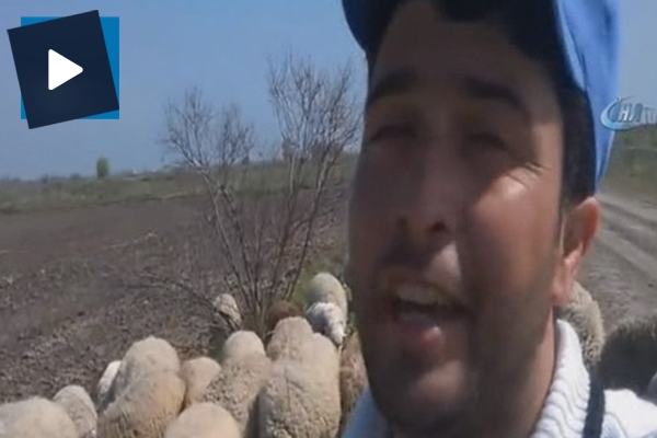 Azerbaycanlı çoban Seferov söylediği şarkılarla fenomen oldu