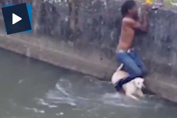 Boğulmak üzere olan köpeği böyle kurtardı!