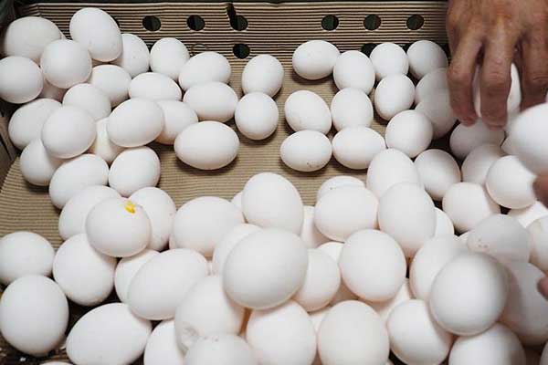 Yumurta krizi bir Avrupa ülkesine daha sıçradı