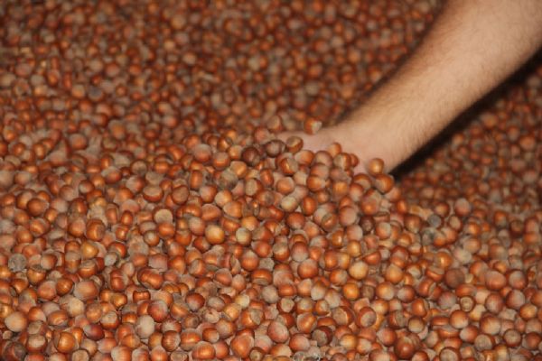 FİSKOBİRLİK 2 günde 22 ton fındık aldı