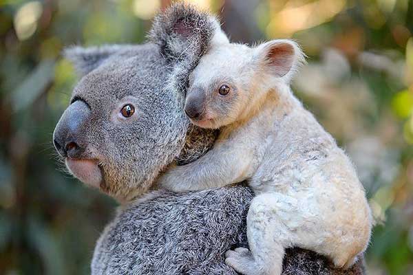 Beyaz koala Avustralya'yı heyecanlandırdı