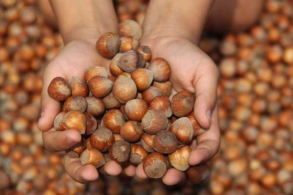 FİSKOBİRLİK tüm fındığa talip