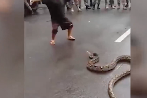 Küçük çocuğun yılanla dansı şoke etti!