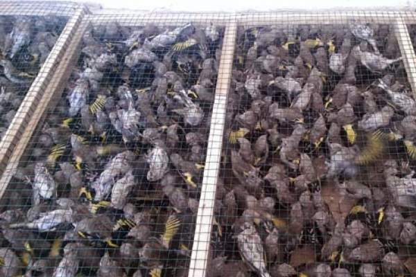 2 bin saka kuşu ele geçirildi