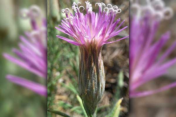 Atacama Çölü'nde çiçek açtı