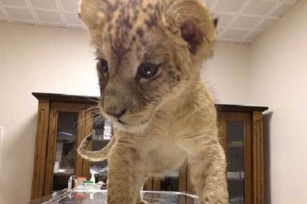 Trafik kontrolünde yavru aslan