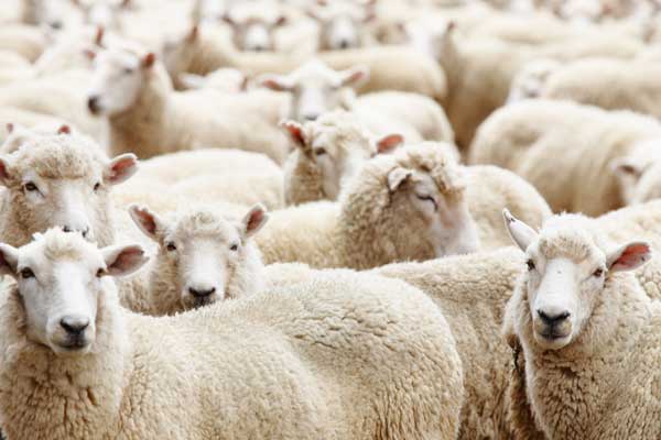 Kurbanlık fiyatları ne kadar olacak?