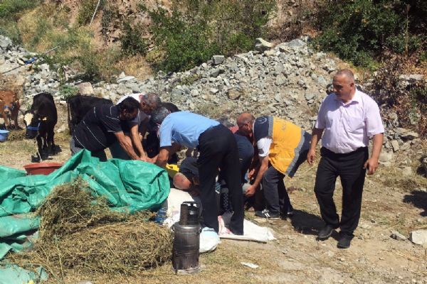 Artvin'de kurbanlık boğa sahibini hastanelik etti