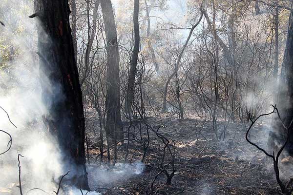 Fethiye'deki orman yangını söndürüldü