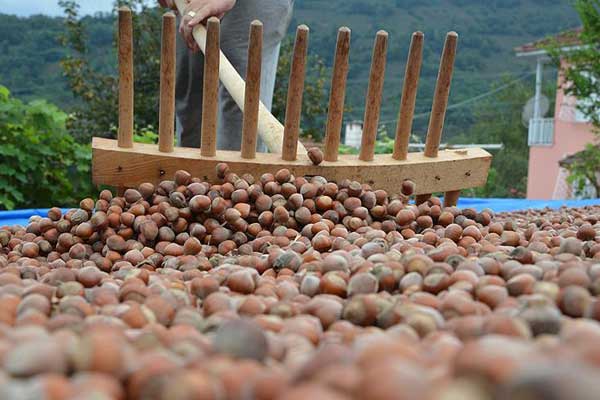 Bakan Fakıbaba'dan fındık açıklaması