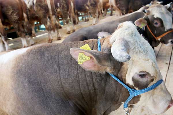 Kurbanlık fiyatları vatandaşı zorluyor