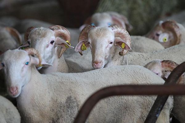 Başkan Çelik: 'Kurban fiyatlarındaki artış makul'