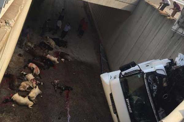 Kurbanlık yüklü TIR devrildi