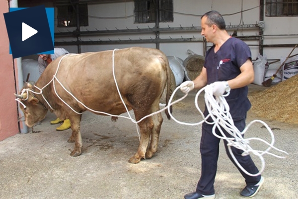 Kurbanlığı yatırmanın en kolay tekniği: Rueff