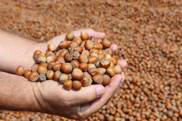 Fındık üreticileri KDK'ya başvurdu