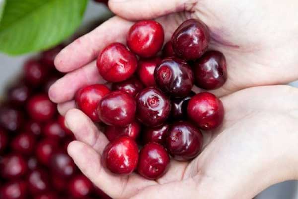 Çinliler Türk kirazını sevdi