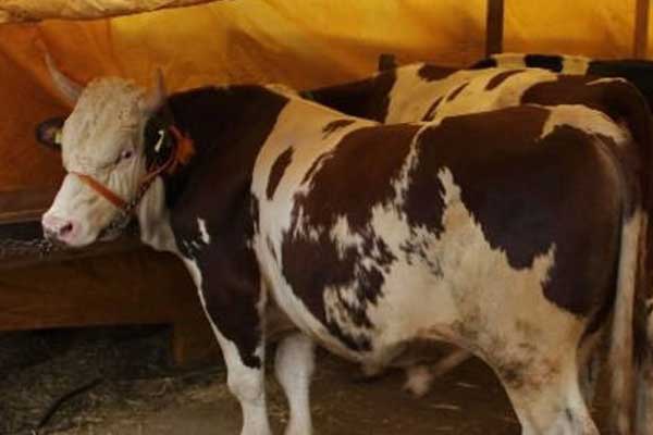 Kurbanlık dana sahibini öldürdü