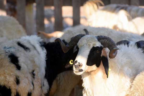 Bakan Fakıbaba açıkladı! Satılmaayan kurbanlıklara ne olacak?