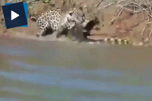 Leopar timsah avladı!