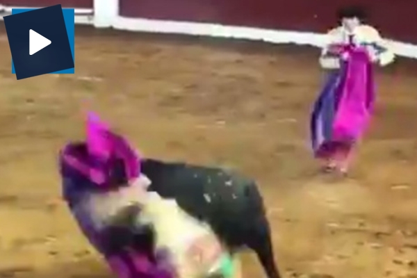 Boğa matadoru affetmedi!