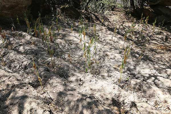 Yangına gelen jandarma şok oldu