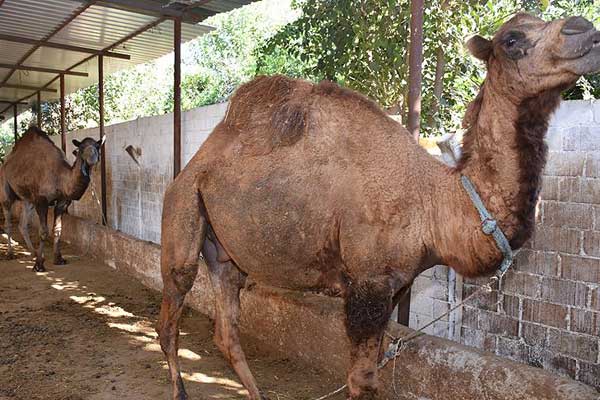 Kurbanlık develere ilgi büyük
