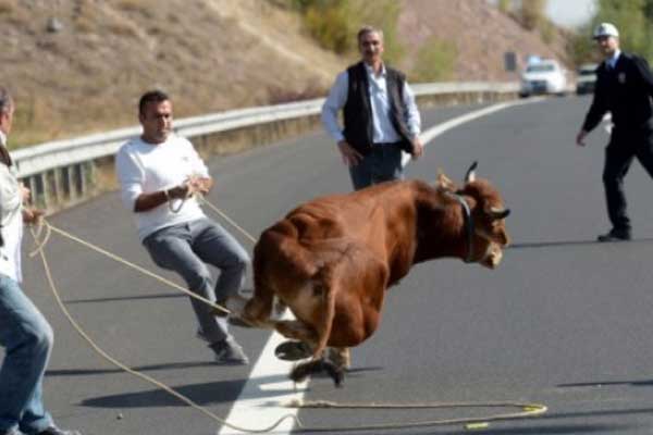 Bakanlıktan uyarı: Kapı önünde kurban keseni 'Alo 181'e bildirin
