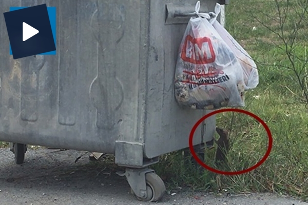 Farenin azmi hayran bıraktı