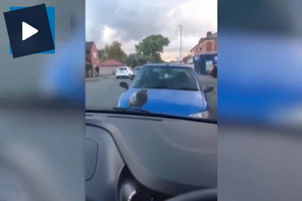 İnatçı kuşun araba ile yolculuğu